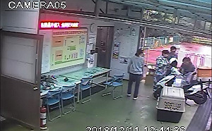 打包「活貓」快遞動物之家 新北女飼主挨罰6萬元