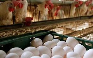 老母雞苦撐生蛋 雞蛋價飆創8年新高