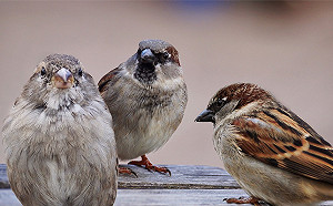 (影)廣東話最恨被說講「鳥語」！但這句話聽起來就是咕咕咕