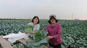 捕獲野生張博雅　平民打扮採收高麗菜助農民