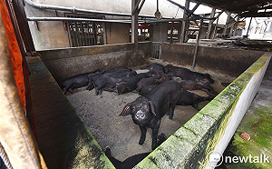 聞豬色變! 桃園10日舉行非洲豬瘟防疫演習