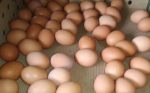 20年最貴蛋價／因為蛋跟豬 大成、卜蜂成盤面強勢股