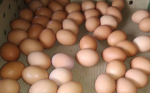 缺蛋真相／囤蛋小心吃壞肚子！「泡水」這招可測新鮮度