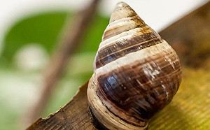 全球最後一隻金頂夏威夷樹蝸死亡　保育專家：環境出事了