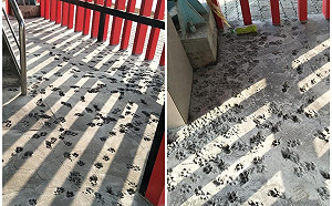 浪浪半夜開轟趴？水泥未乾誤闖留腳印　網：乾脆留著