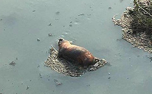 嘉義下埤里大排驚見死豬 有疑似焚燒痕跡