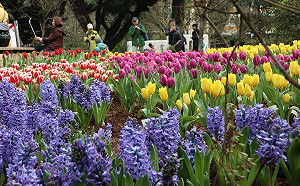 把握好時光賞茶花聽鳥啼！台北茶花展展期只有十天