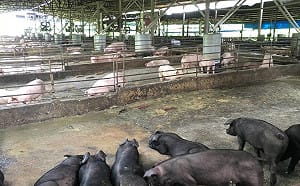 赴日旅客注意！明起攜帶肉品最高重罰百萬日圓還可能被關