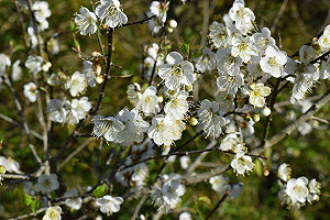 暖冬梅花晚開　六龜寶來梅花泡湯樂活遊正式開張