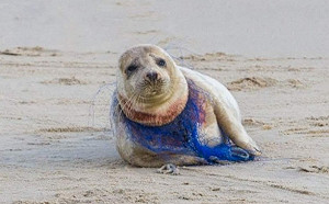 好慘！ 海豹被尼龍網勒頸出血喪命
