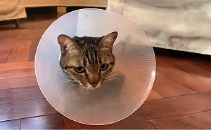 Line群組成員逾20萬　蔡英文抱蔡想想感謝支持