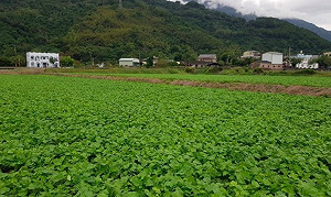 要吃多少自己拔！關山千人拔蘿蔔1/20登場