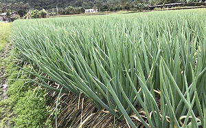 三星蔥價格暴跌6成！農糧署：若低於30元就啟動保價收購