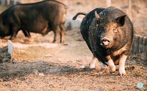 史上最難纏的世紀之毒！2019非洲豬瘟這一役，台灣擋得了嗎？