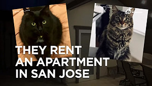 羨慕！矽谷2隻好命貓 獨住月租5萬豪華套房