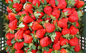 休假旅遊新提案！到魅力山城體驗採果好愜意