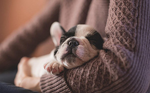 從狗狗睡覺姿勢看牠「被愛程度」 你家毛小孩是哪一種？