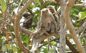 防獼猴搗亂破壞作物　這招不傷動物又能守財