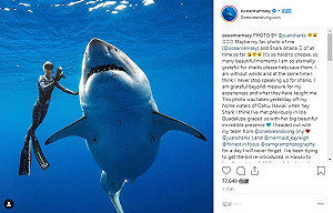 「深藍」出現 夏威夷外海發現超巨大大白鯊