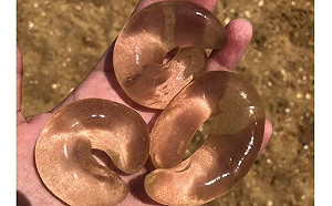 海邊驚見「透明姐夫」以為是屎　網友解答是這種蟲的卵