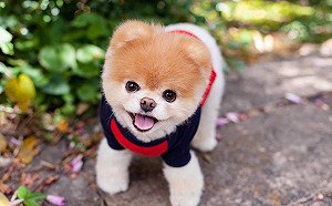 全球最紅寵物13歲Boo逝世　主人泣：想你直到我們再相遇