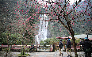 櫻花開了！新北17處賞櫻秘境報你知