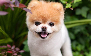 世界最可愛的狗 第一代網紅犬Boo過世