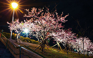 冬天就該賞櫻去！北市超夢幻夜間賞櫻地點原來在這裡...