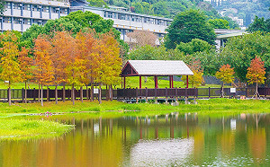 都市也有落羽松！台北湖岸松紅美景好迷人