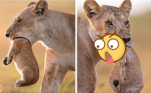 媽媽母湯！母獅吞幼獅照片網路瘋傳　攝影師親自回應了