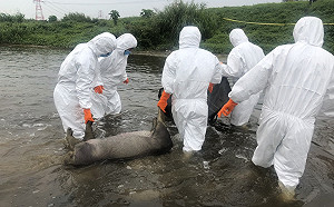 又見死豬！桃園蘆竹發現2病死豬  防疫單位已帶回化驗