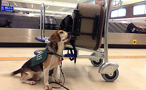 黃國昌批農委會高官強迫自白？農委會：還要進一步了解