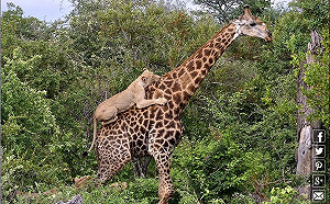 猛獅壓境長頸鹿毫不畏懼　麒麟神威讓百獸王威名蕩然無存