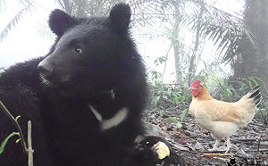 弱雞是好友還是食物？黑熊：我吃雞但就是不吃朋友