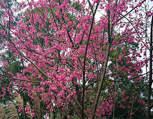 過年賞櫻好「趣」處 帶著毛寶貝們到三芝動物之家踏青去
