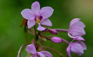 帶紫苞舌蘭回蘭嶼！紀錄片勇奪美國際金勳章3大卓越獎