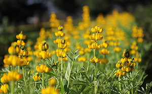 等不及賞櫻？桃園龍潭魯冰花率先綻放