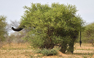 你有看見牠嗎？大象害羞躲樹叢玩「捉迷藏」長鼻露餡了