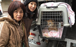 新北議員蔡淑君助動物之家公園化　為動物辦尾牙加菜