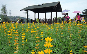 貓空魯冰花海拜早年！走步道探尋農村意象造景好愜意