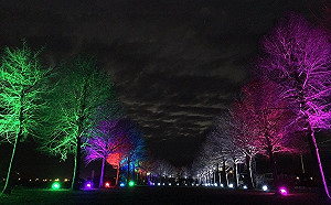 童話世界在台灣！宜蘭三星落羽松秘境今晚起夜間點燈
