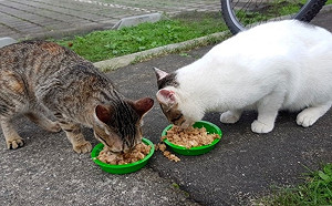 新北猴硐傳貓瘟  動保處：疫情若擴大將考慮封村