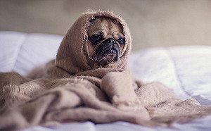 民眾票選最受歡迎狗狗品種　拉布拉多竟從冠軍摔至第三名