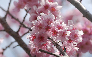 夢幻櫻花季來了！中台灣5大絕美賞櫻地點大揭秘