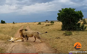 母獅起床氣怒摑公獅　網友笑噴：像是晚回家的老公