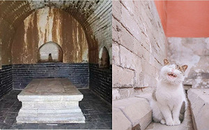 南京考古發現「貓奴」公主　兩隻貓陪葬疑為懷慶公主寵物