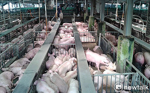 動物用藥殘留第2季檢驗結果出爐!食藥署:3,505件僅9件不合格