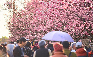 浪漫櫻花盛開中！全台「4大IG賞櫻秘境」真的超好拍