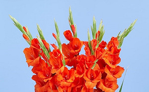 台北花市不打烊   應景花卉首選劍蘭