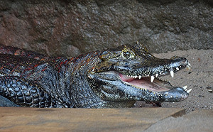 鱷魚先生交配40年繁殖全失敗　檢查才發現因為「太小」了